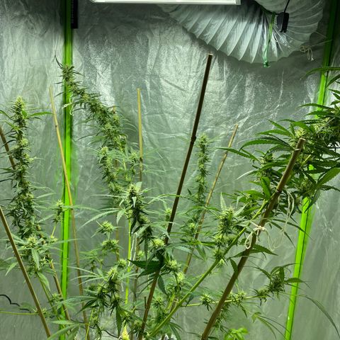 Grapefruit Haze growlog photo: Flowering! Still lots more growth to go