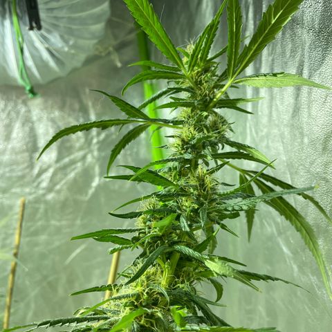 Grapefruit Haze growlog photo: Flowering! Still lots more growth to go