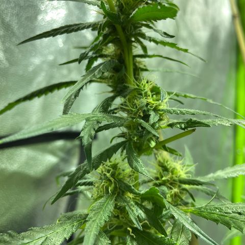 Grapefruit Haze growlog photo: Flowering! Still lots more growth to go