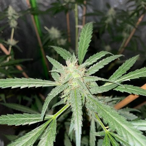Grapefruit Haze growlog photo: Flowers are growing larger and have orange 