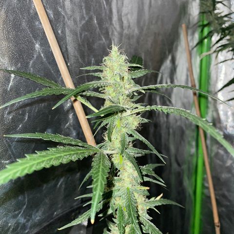 Grapefruit Haze growlog photo: Flowers are growing larger and have orange 