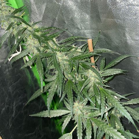 Grapefruit Haze growlog photo: Flowers are growing larger and have orange 
