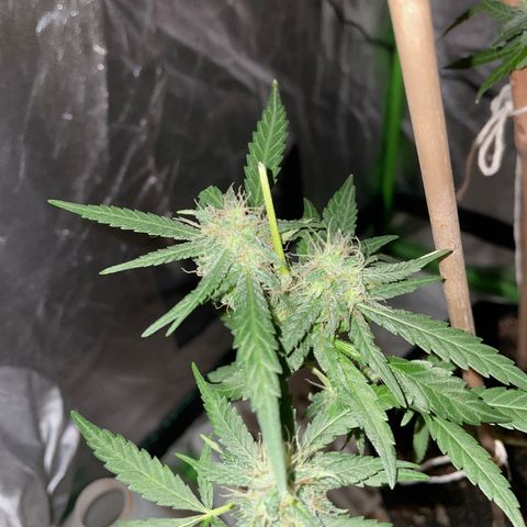 Grapefruit Haze growlog photo: Flowers are growing larger and have orange 