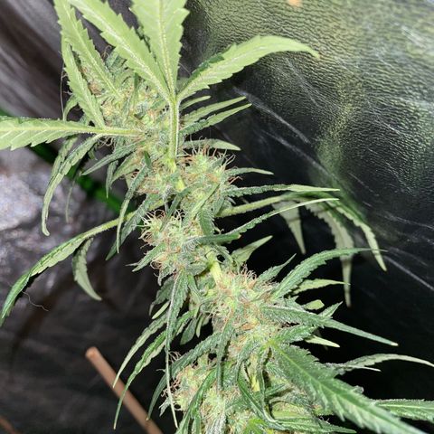 Grapefruit Haze growlog photo: Flowers are growing larger and have orange 