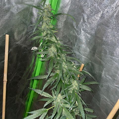 Grapefruit Haze growlog photo: Flowers are growing larger and have orange 