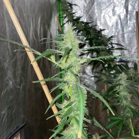 Grapefruit Haze growlog photo: Flowers are growing larger and have orange 