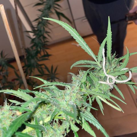 Grapefruit Haze growlog photo: Harvest date: milky trichomes & orange pistals 