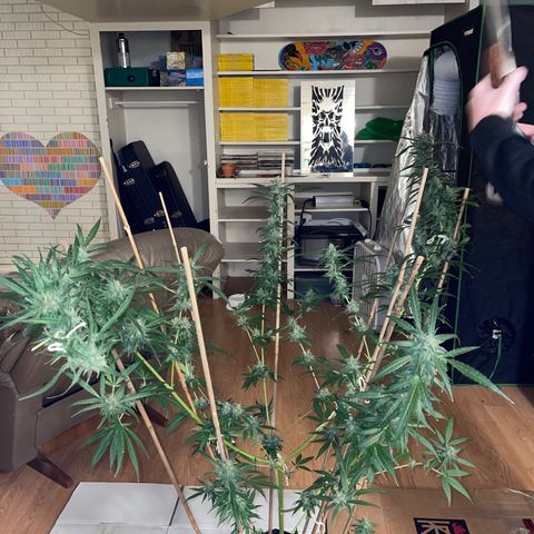 Grapefruit Haze growlog photo: Harvest date: milky trichomes & orange pistals 