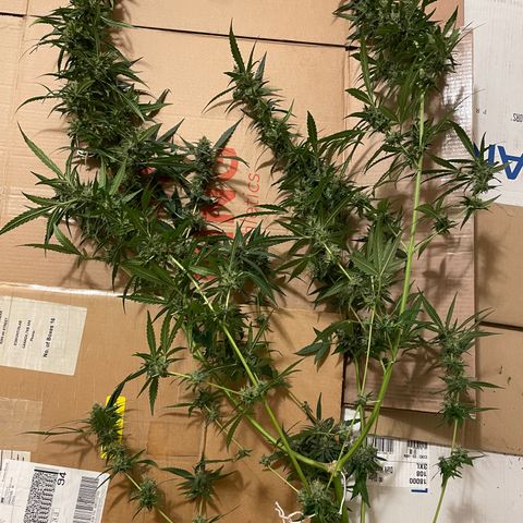 Grapefruit Haze growlog photo: Harvest date: milky trichomes & orange pistals 