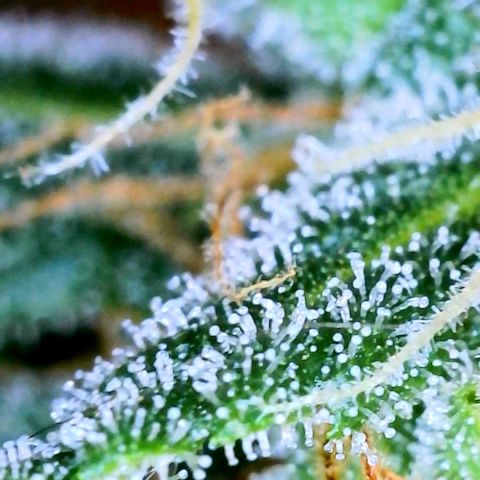 Grapefruit Haze growlog photo: Harvest date: milky trichomes & orange pistals 