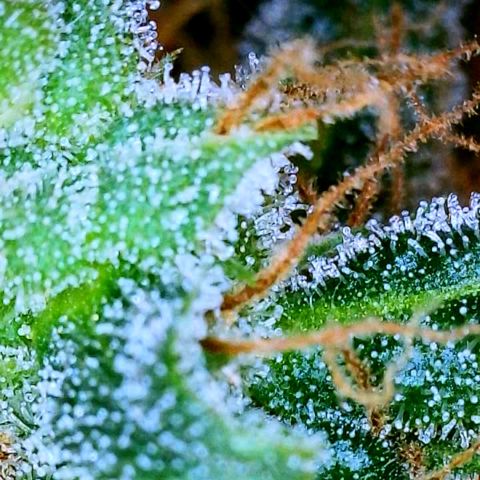 Grapefruit Haze growlog photo: Harvest date: milky trichomes & orange pistals 
