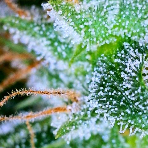 Grapefruit Haze growlog photo: Harvest date: milky trichomes & orange pistals 