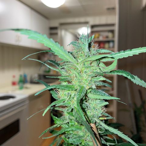 Grapefruit Haze growlog photo: Harvest date: milky trichomes & orange pistals 