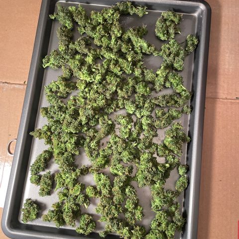 Grapefruit Haze growlog timeline photo