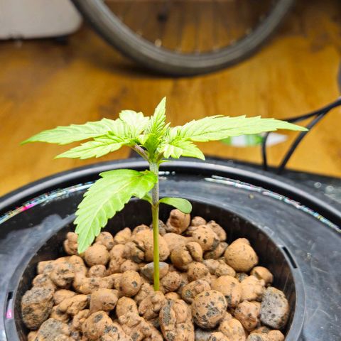 Dpsidos #1 growlog timeline photo