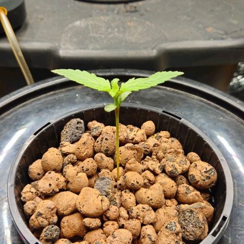 Dpsidos #1 growlog timeline photo