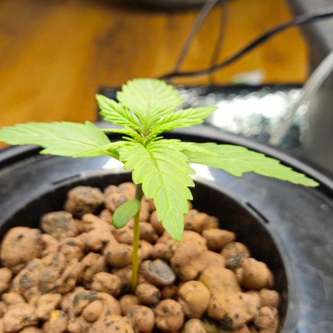 Dpsidos #1 growlog timeline photo