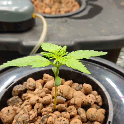 Dpsidos #1 growlog timeline photo