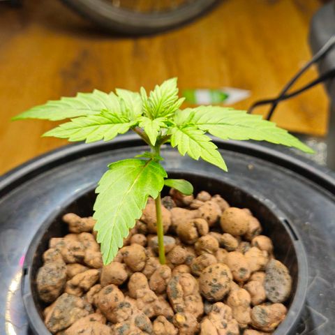 Dpsidos #1 growlog timeline photo