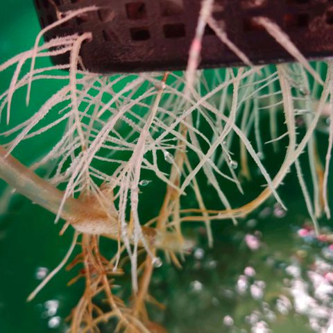 Dpsidos #1 growlog timeline photo