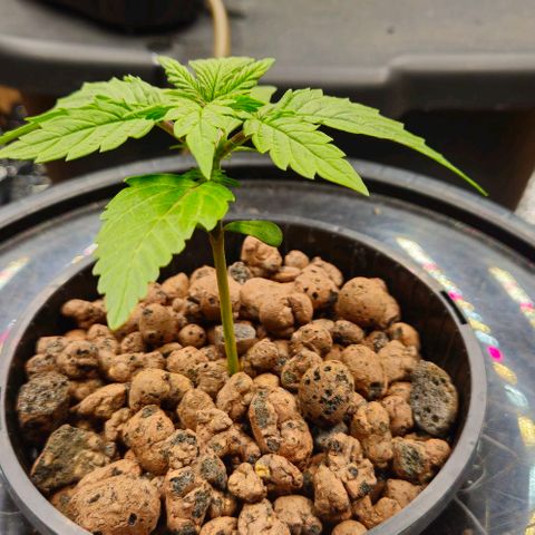 Dpsidos #1 growlog timeline photo
