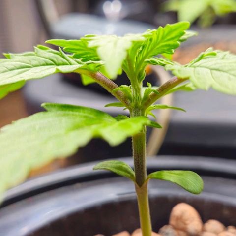 Dpsidos #1 growlog timeline photo