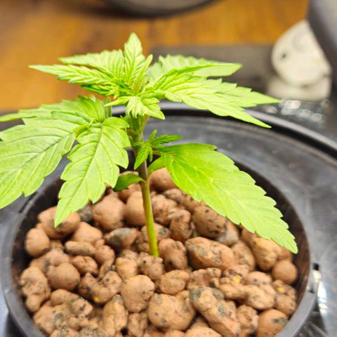 Dpsidos #1 growlog timeline photo