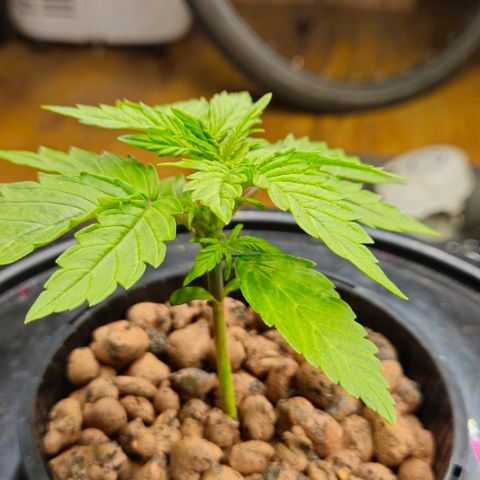 Dpsidos #1 growlog timeline photo