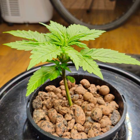 Dpsidos #1 growlog timeline photo
