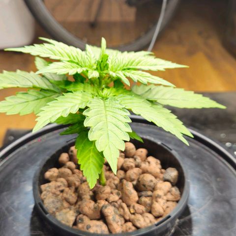 Dpsidos #1 growlog timeline photo