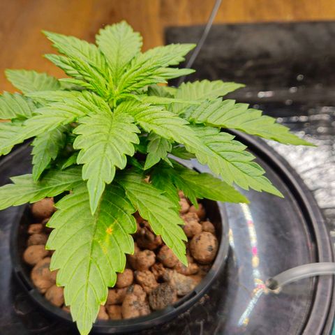 Dpsidos #1 growlog timeline photo
