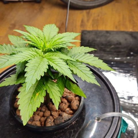 Dpsidos #1 growlog photo: Hoffe für das Lächeln! 😉 Das hat mir viel bedeutet! 