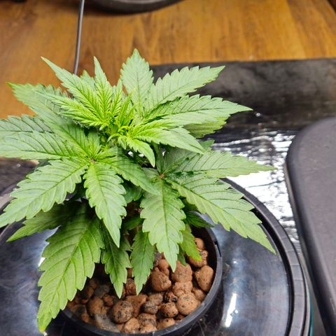 Dpsidos #1 growlog timeline photo