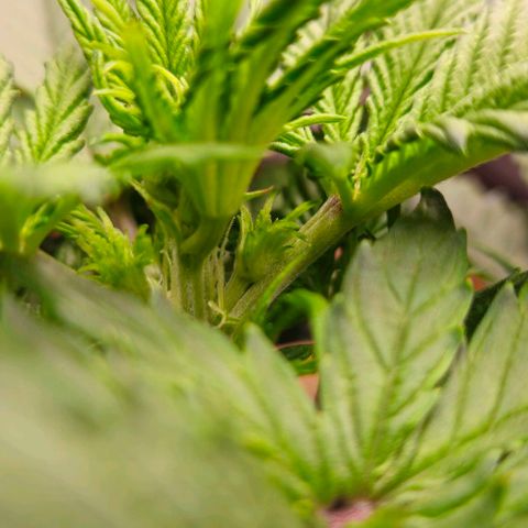 Dpsidos #1 growlog timeline photo