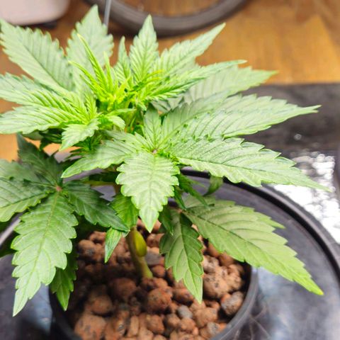 Dpsidos #1 growlog timeline photo