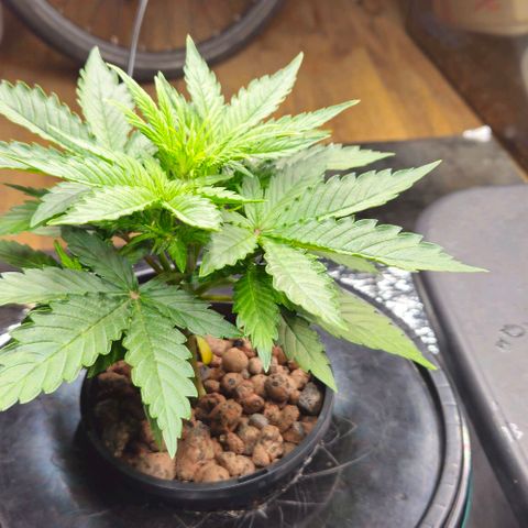 Dpsidos #1 growlog timeline photo
