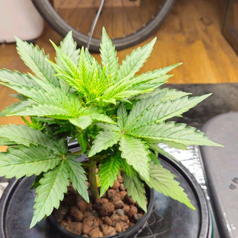 Dpsidos #1 growlog timeline photo