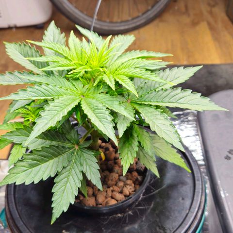 Dpsidos #1 growlog timeline photo