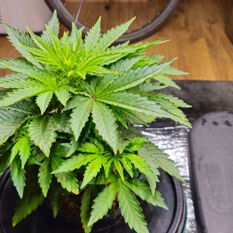 Dpsidos #1 growlog timeline photo