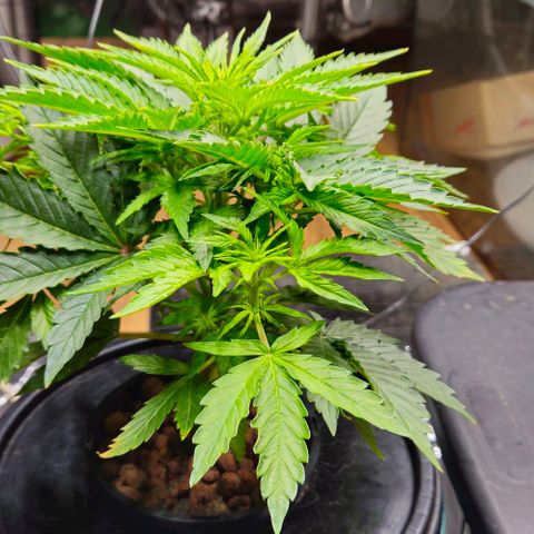 Dpsidos #1 growlog timeline photo