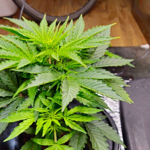 Dpsidos #1 growlog timeline photo