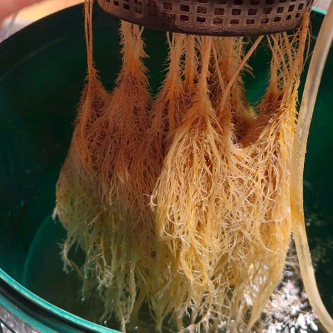 Dpsidos #1 growlog timeline photo