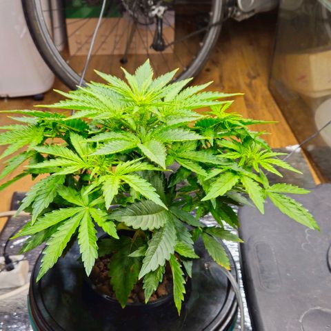Dpsidos #1 growlog timeline photo