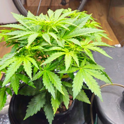 Dpsidos #1 growlog timeline photo