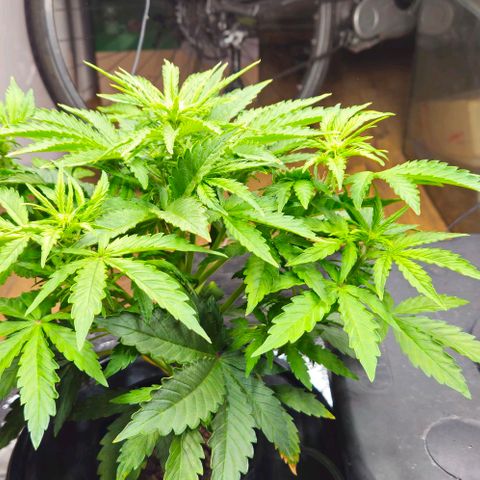 Dpsidos #1 growlog timeline photo