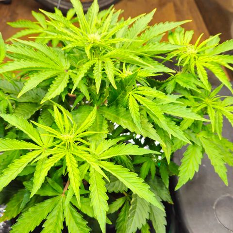 Dpsidos #1 growlog timeline photo