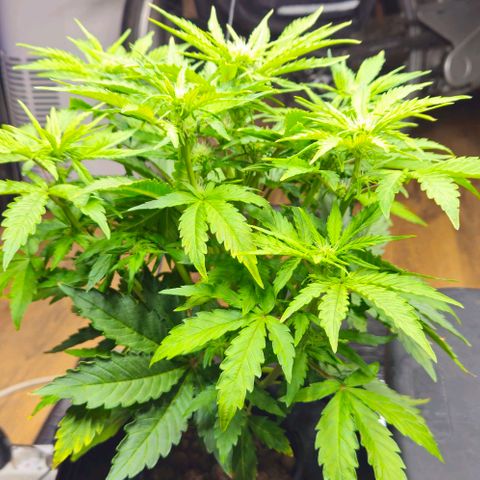 Dpsidos #1 growlog timeline photo