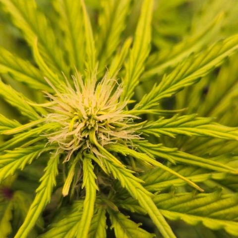 Dpsidos #1 growlog timeline photo