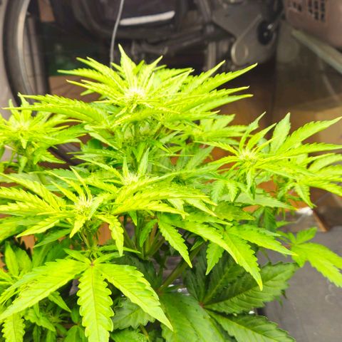 Dpsidos #1 growlog timeline photo