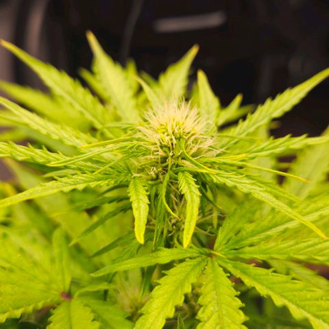 Dpsidos #1 growlog timeline photo
